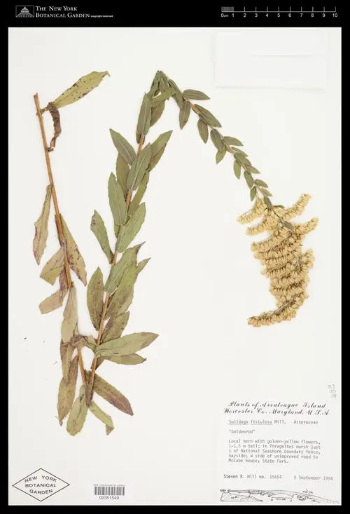 Herbarium specimen of Pine-Barren Goldenrod (Solidago fistulosa).