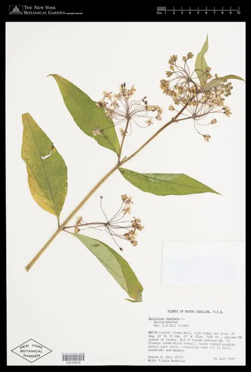 Herbarium specimen of Poke Milkweed (Asclepias exaltata).
