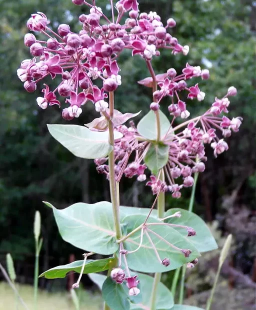 Plant of Heart-leaf Milkweed (Asclepias cordifolia) with purple flowers.
