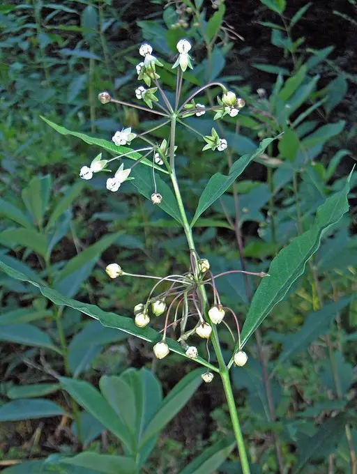 Plant of Poke Milkweed (Asclepias exaltata) in a wooded area.