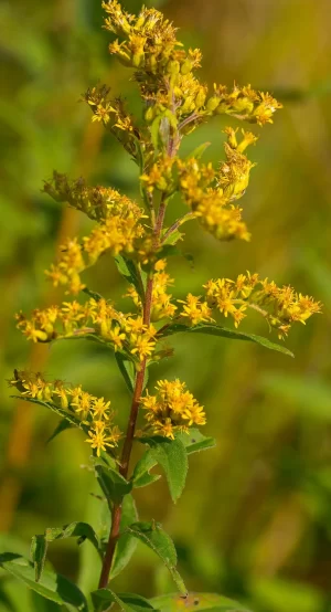 Plant of Showy Goldenrod (Solidago speciosa).