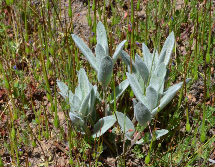Plant of Woollypod Milkweed (Asclepias eriocarpa) in a rocky area.