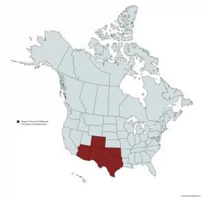 Range Map of Zizotes Milkweed (Asclepias oenotheroides) in the United States and Canada.