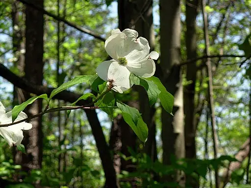 White flower of Flowering Dogwood (Cornus florida).