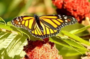 Monarch Butterfly (Danaus plexippus) on orange flower.