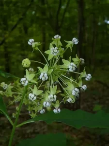 White flowers of Poke Milkweed (Asclepias exaltata) in the woods.