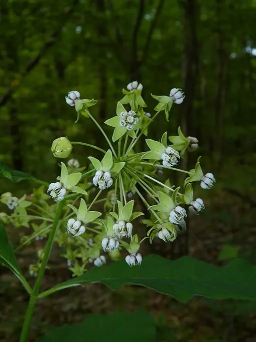 Flowers of Poke Milkweed (Asclepias exaltata) in the woods.