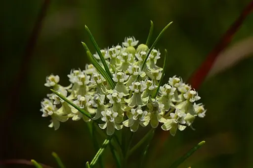 White flowers of whorled milkweed (Asclepias verticillata), a Kansas Milkweed.