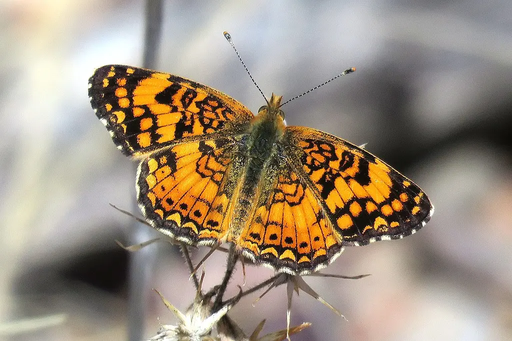 Pearl Crescent (Phyciodes tharos) on a twig.
