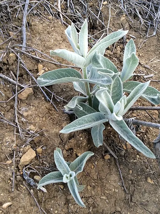 Plant of California milkweed (Asclepias californica).