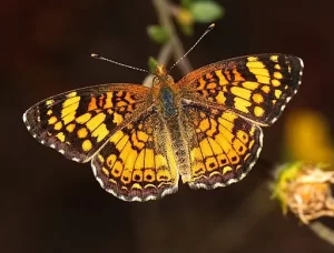 Pearl Crescent on a twig.