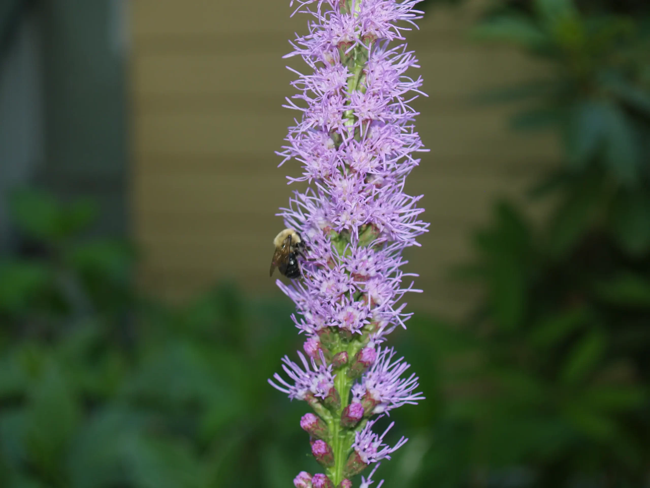 Close-up of purple flowers of blazing star (Liatris spicata).