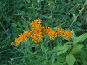 Orange flowers of butterfly weed (Asclepias tuberosa) in the McMullen House gardens.