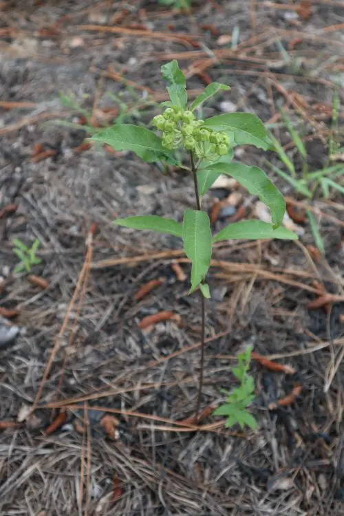 Plant of Velvetleaf Milkweed (Asclepias tomentosa) in pine woods.