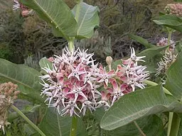 Pink flower cluster of showy milkweed (Asclepias speciosa).