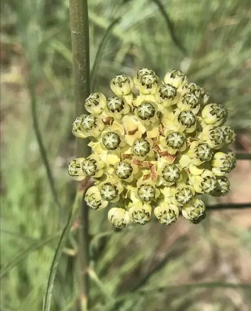 Flower cluster of engelmann's milkweed (Asclepias engelmanniana).