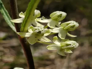 Close-up of Flowers of slim-leaf milkweed (Asclepias stenophylla).