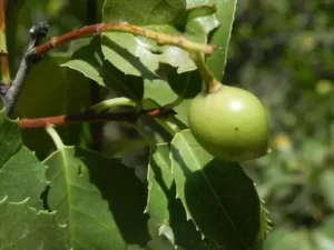 Fruit of holly-leaf cherry (Prunus ilicifolia).