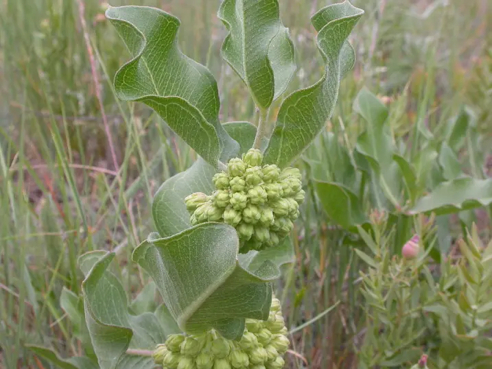 Plant of green comet milkweed (Asclepias viridiflora) in a field, an Oklahoma milkweed.