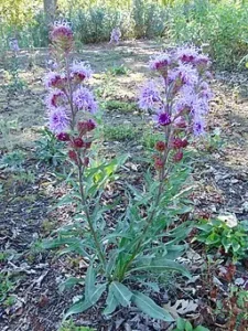 Plant of meadow blazing star (Liatris ligulistylis) in a wooded opening.
