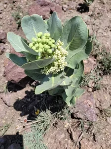 Plant of broad-leaf milkweed (Asclepias latifolia) in the desert.