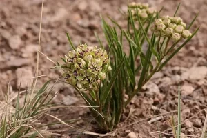 Plant of spider milkweed (Asclepias asperula) in a desert.