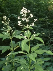 Plant of trumpetweed (Eutrochium fistulosum) in a wooded edge.