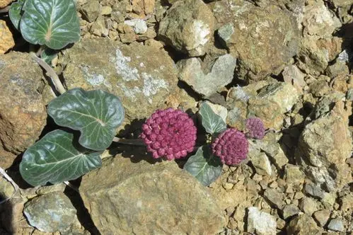 A Comprehensive Guide to Serpentine Milkweed (Asclepias solanoana)
