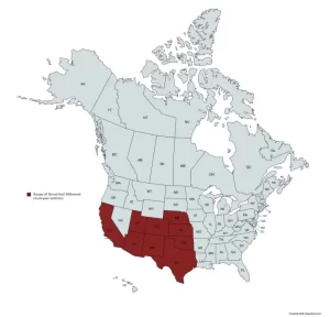 Range map of broad-leaf milkweed (Asclepias latifolia) in the United States and Canada.
