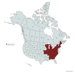 Range map devil's bite (Liatris scariosa) in the United States and Canada.