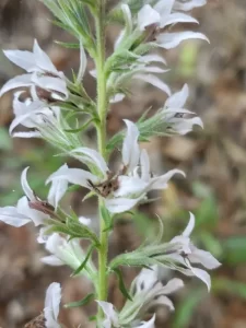 White flower spike of pink-scale gayfeather (Liatris elegans) in a woodland.