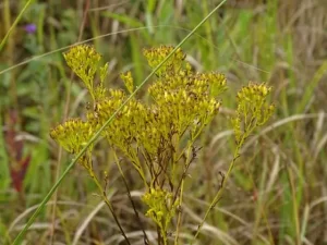 Yellow flowers of Ohio goldenrod (Solidago ohioensis) in a field.