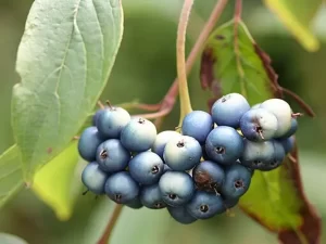 Blue fruits of silky dogwood (Cornus amomum).