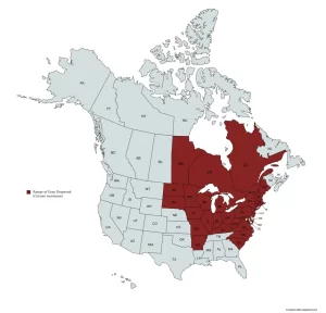 Range of gray dogwood (Cornus racemosa) in the United States and Canada.