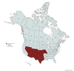 Range map of horsetail milkweed (Asclepias subverticillata) in the United States and Canada.