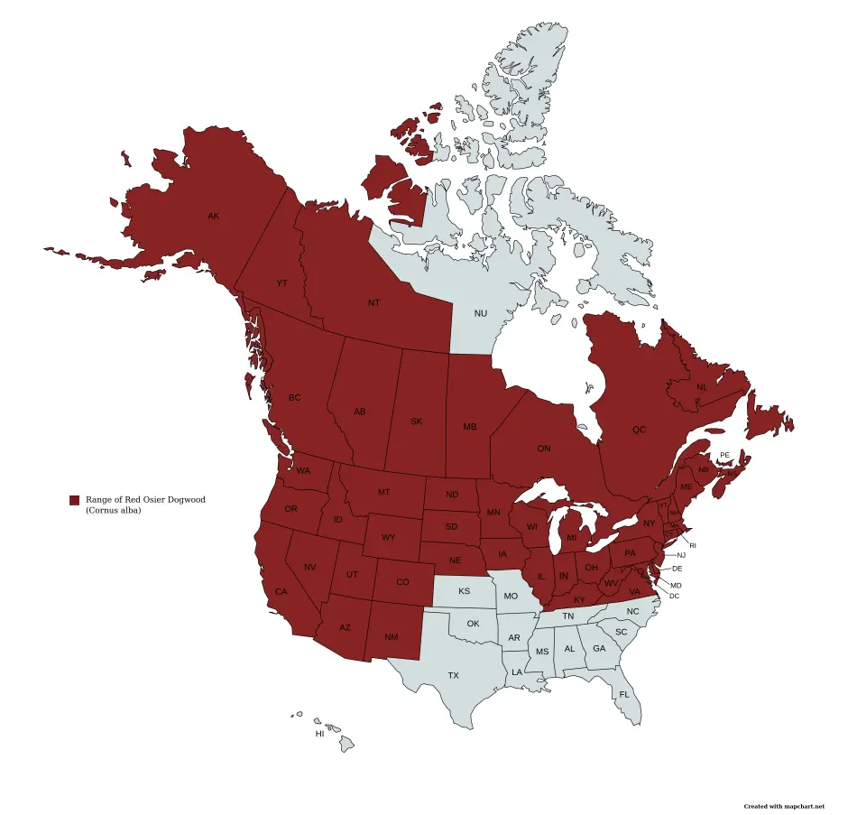 Range map of red osier dogwood (Cornus alba var. alba) in the United States and Canada.