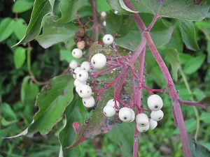 Berries (fruit) of gray dogwood (Cornus racemosa).