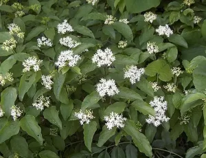 Flowers of rough-leaf dogwood (Cornus drummondii).