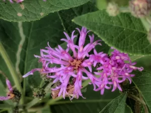 Purple flowers of western ironweed (Vernonia baldwinii).