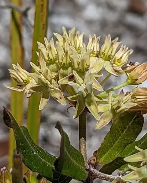 Whitish flowers of Curtiss's milkweed (Asclepias curtissii).
