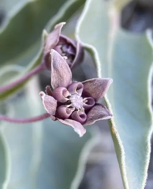 Purplish flower of eastwood's milkweed (Asclepias eastwoodiana).