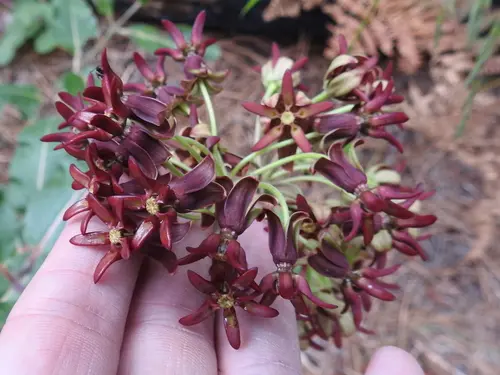Mahogany colored flowers of mahogany milkweed (Asclepias hypoleuca).