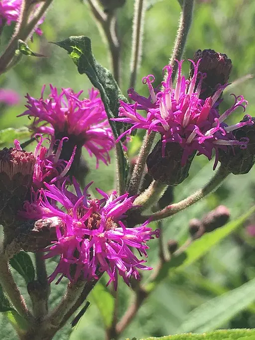 A Comprehensive Guide to Missouri Ironweed (Vernonia missurica