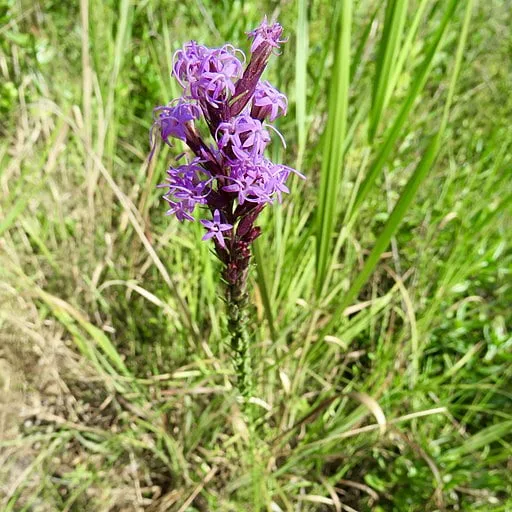 Purple flowers of sharp gayfeather (Liatris acidota) in an open area.