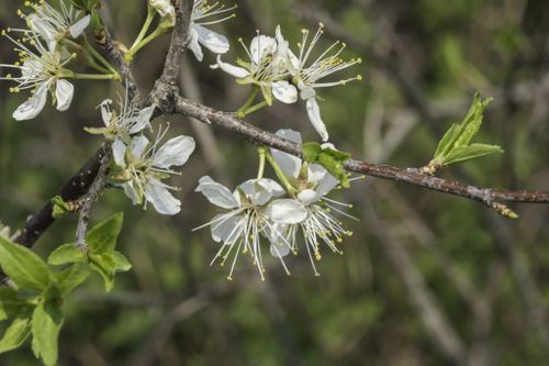 White flowers of american plum (Prunus americana).