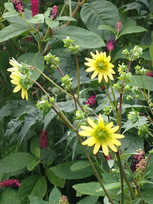 Plants of appalachian rosinweed (Silphium wasiotense) with yellow flowers.