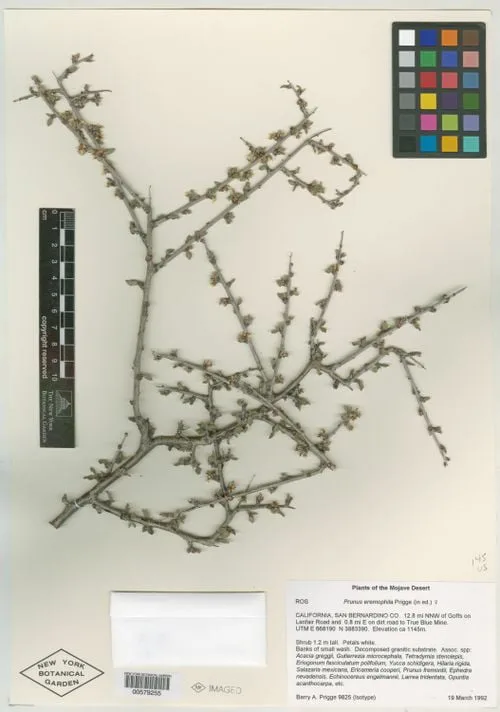 Herbarium specimen of mojave desert plum (Prunus eremophila).