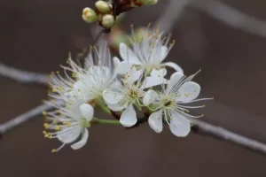 Prunus | Cherries, Plums, and Almonds