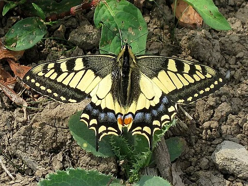 Adult old world swallowtail (Papilio machaon) on vegetation.