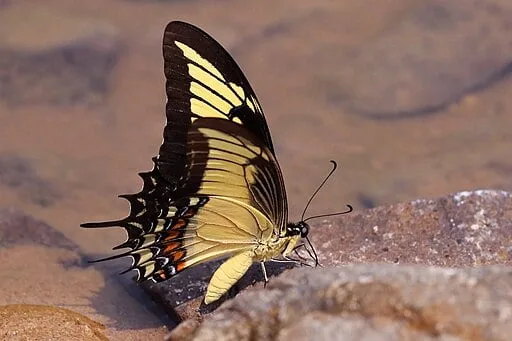 Adult androgeus swallowtail (Papilio androgeus) with wings folded.